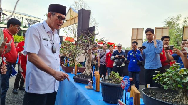 Heri Amalindo : Bangga PALI Tuan Rumah Kontes Bonsai Nasional