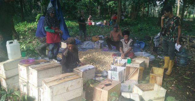 Manisnya Bisnis Duku di Banu Ayu