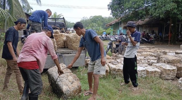 Penurunan Produksi Karet di PALI Memprihatinkan: Petani Beralih Tanam Sawit