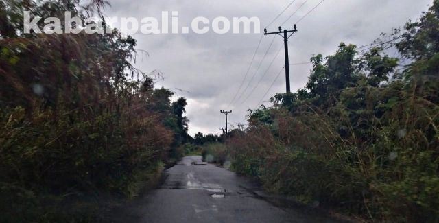 Astaga! Jalan Provinsi ini di Selimuti Semak Belukar