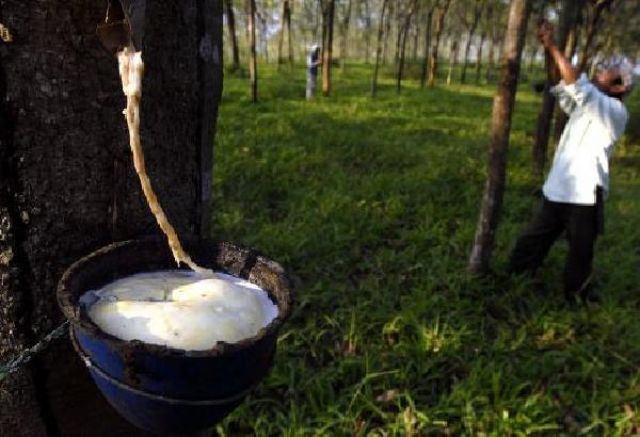 Aksi Spekulatif Buat Harga Karet Menguat